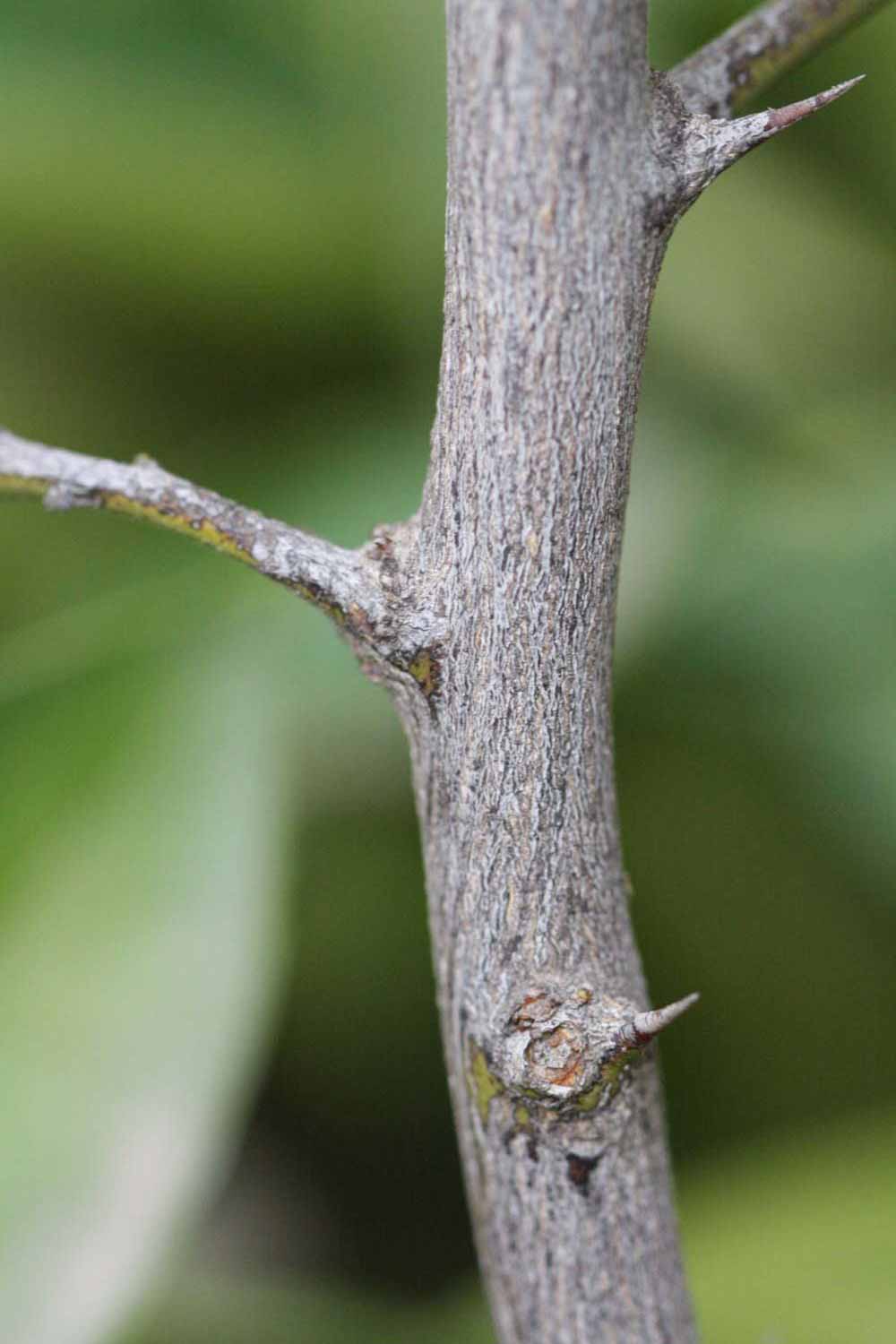              Second - third year twig (Goutoucheng, Riverside, CA)       